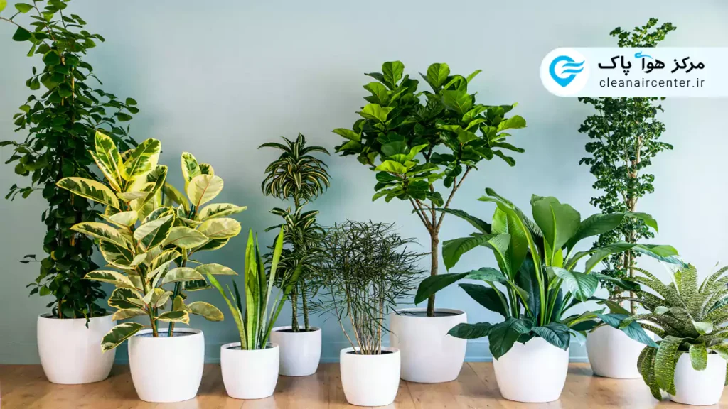 گیاهان مناسب برای تصفیه هوا